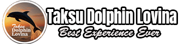 Dolphin Taksu Lovina tour is a popular tourist activity in Lovina, Bali, which offers a unique experience to see and interact with dolphins in their natural habitat